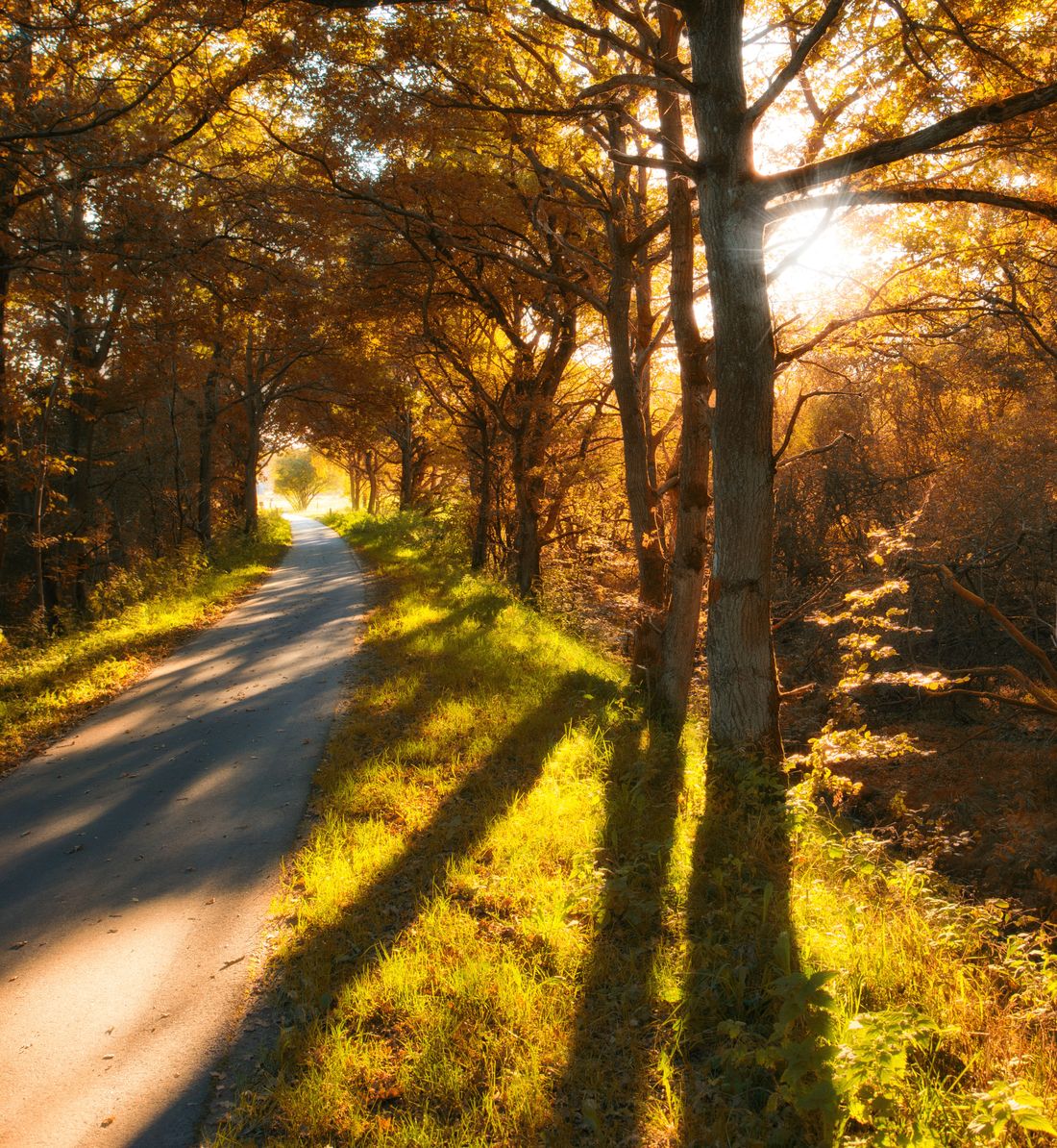 A quiet path winding through golden trees in low morning sun